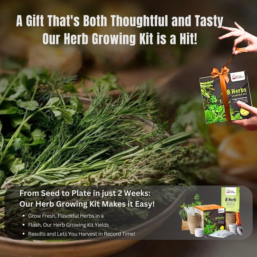 Indoor herb growing kit from seed to plate in 2 weeks kitchen gardening gift